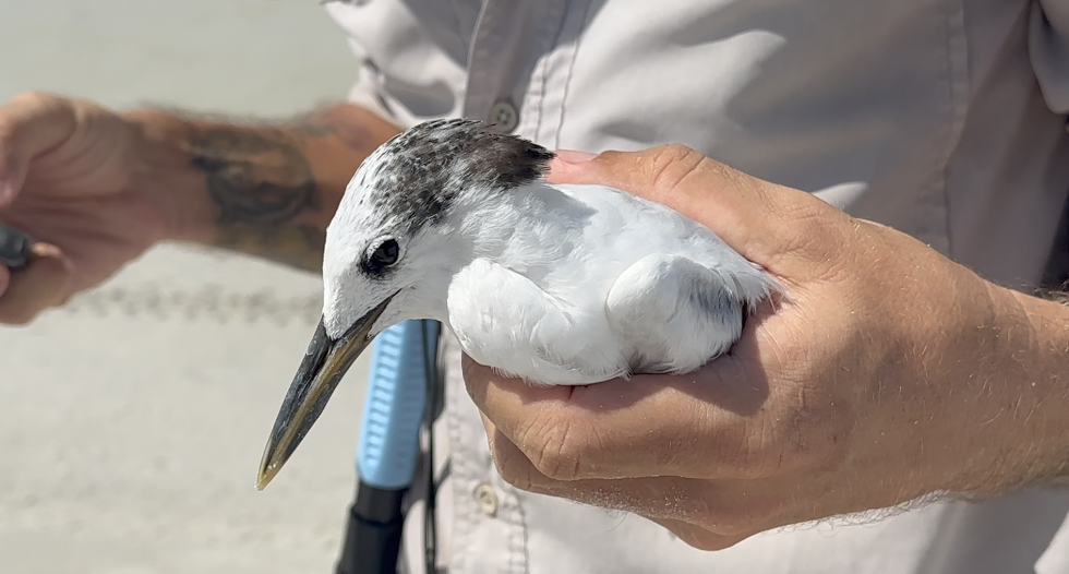 Sandwich Tern