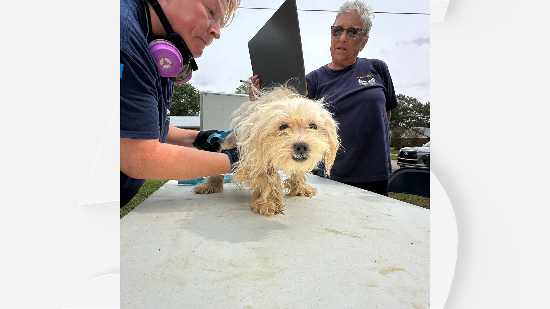 Lexington dog rescue 1.jpg