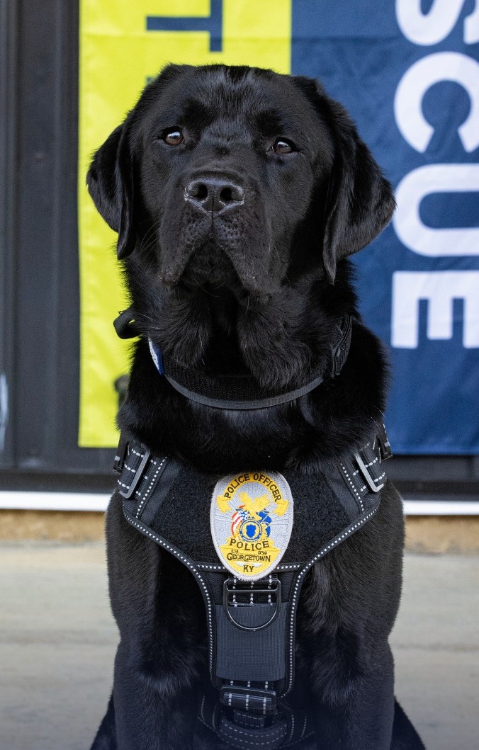 Flash, ESK K9 with Georgetown Police