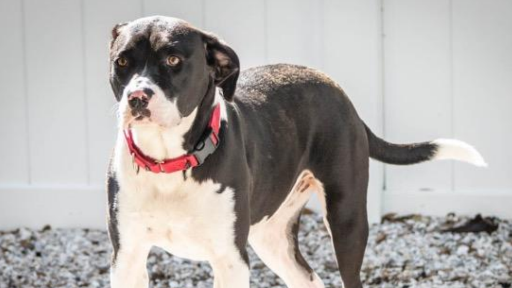 Karla pet of the week