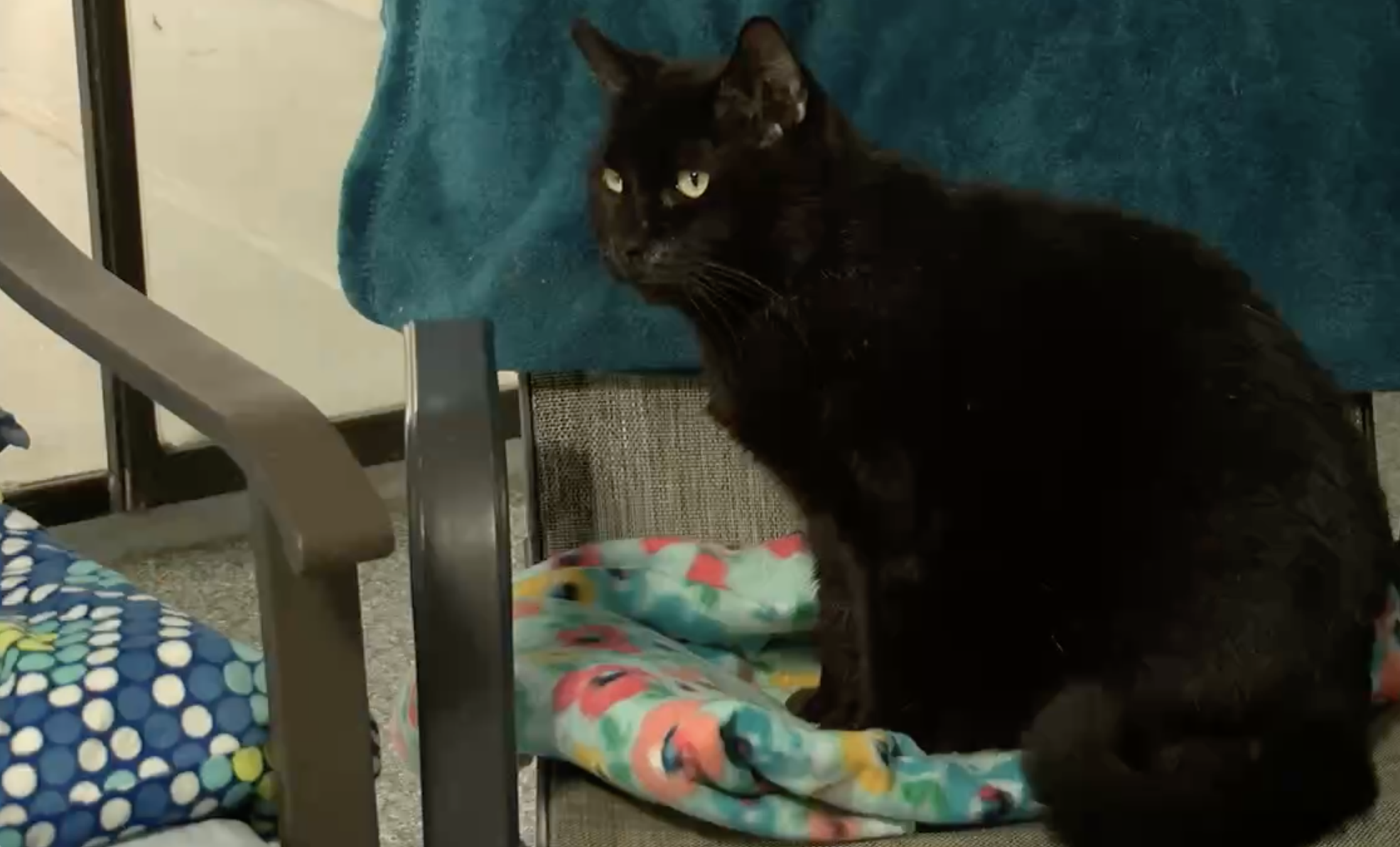 Black cat on green chair