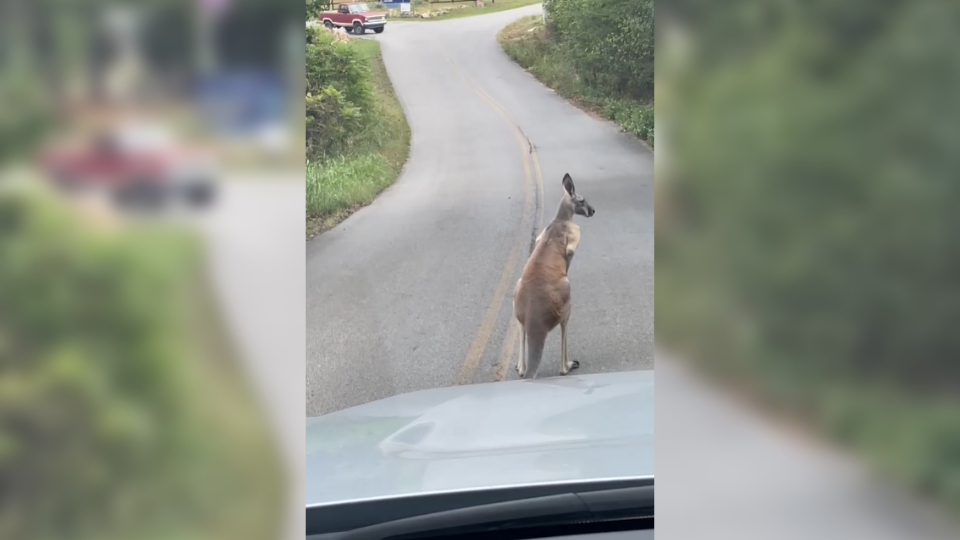 Kangaroo sighting at Grand Lake