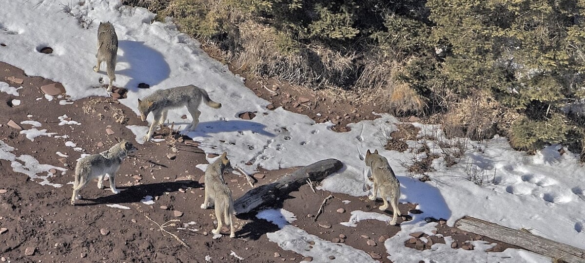 Wolves on Isle Royale 2026.jpg