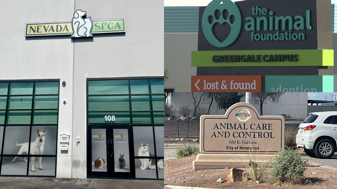 Canine influenza in Las Vegas valley