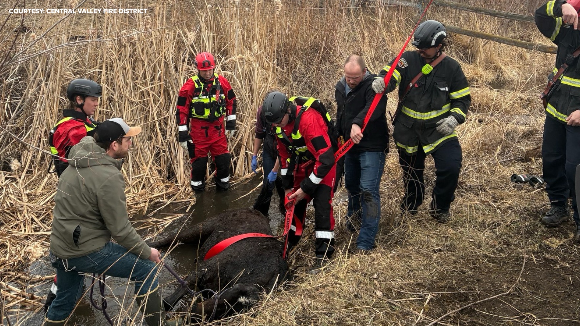 CENTRAL VALLEY HORSE RESCUE .jpg