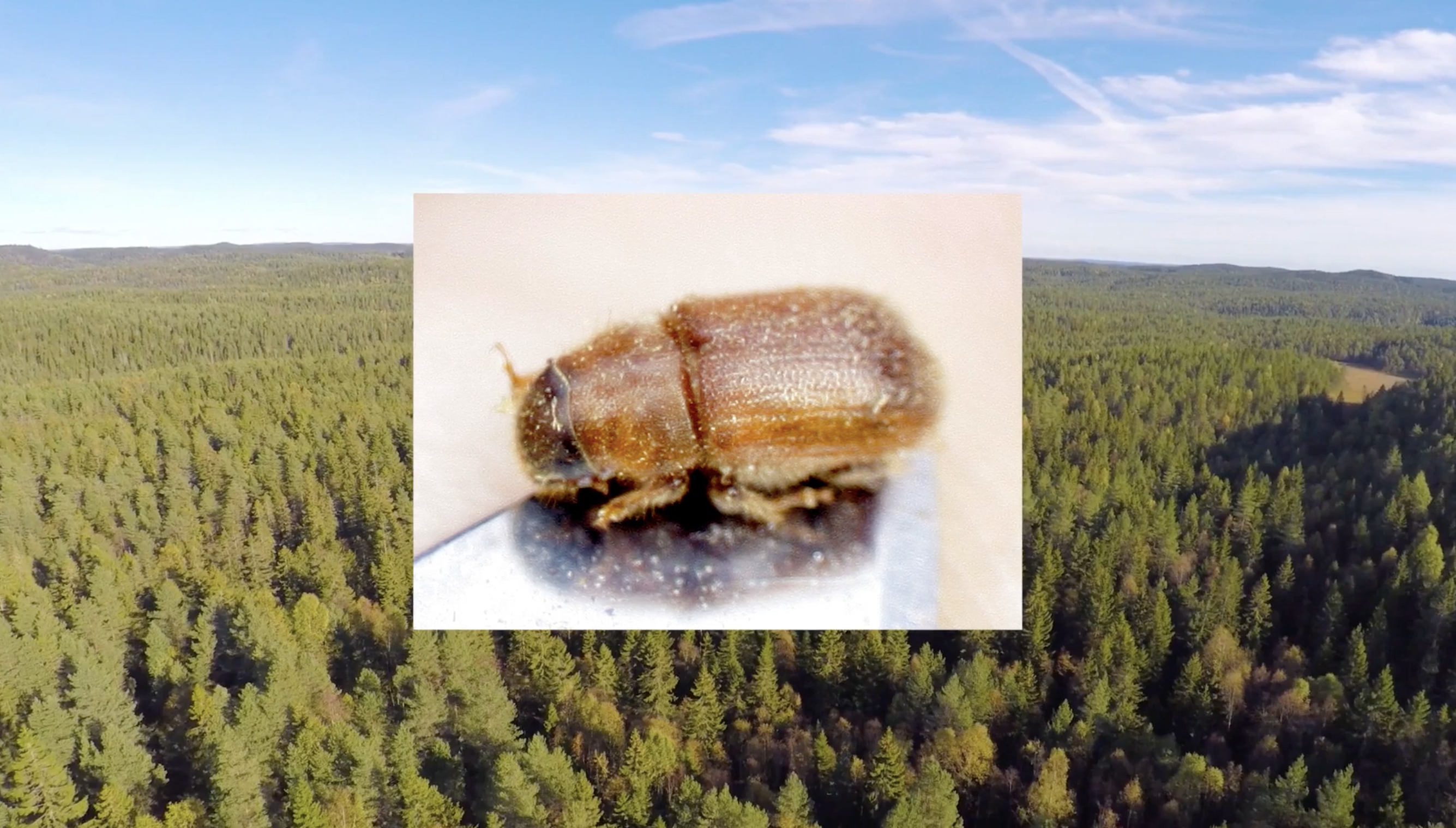 southern pine beetle