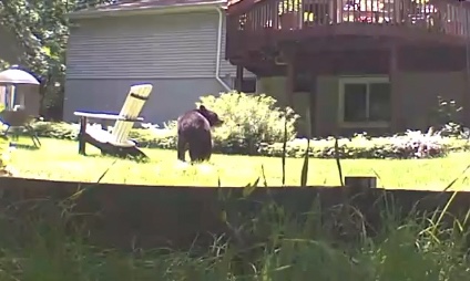 Bear Howard County