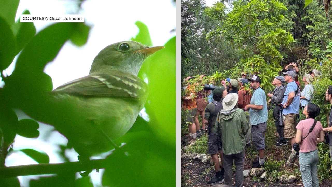 BIRB thumbnail.jpg