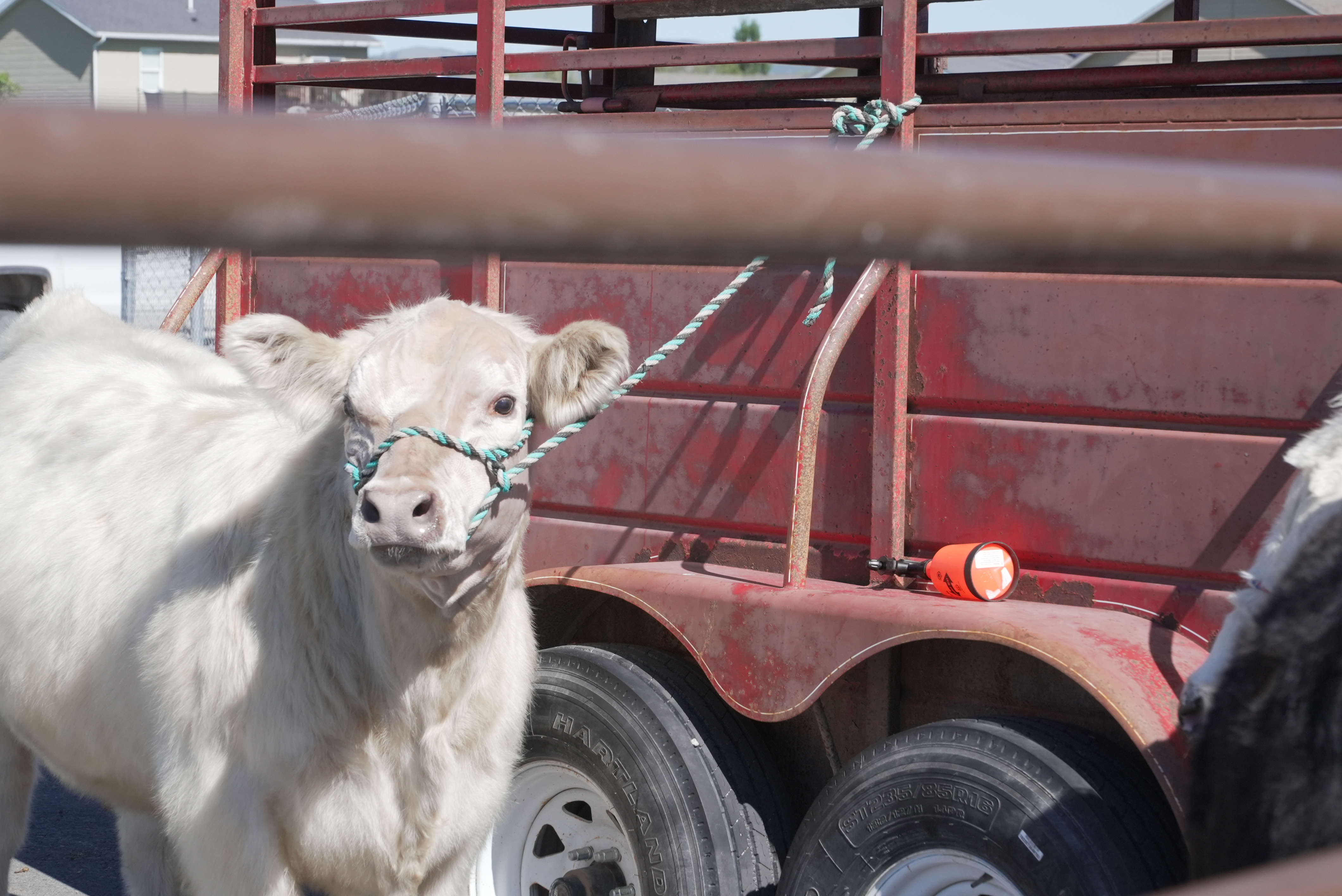 cattle