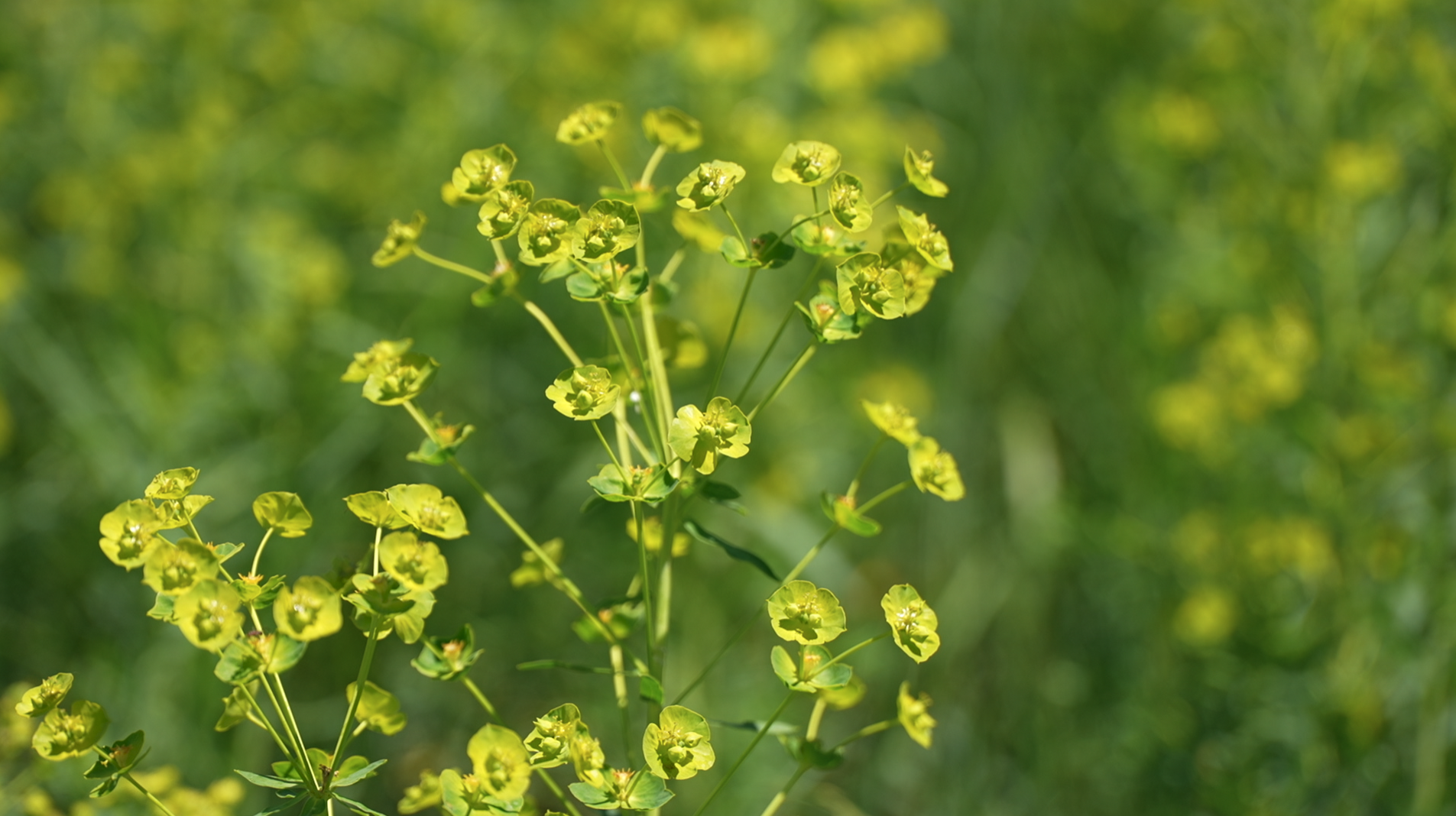 Leafy Spurge 