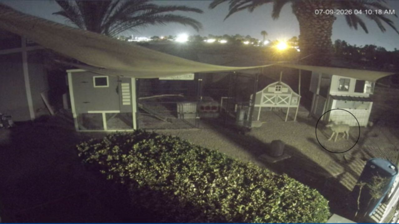 Coyote kills chickens in southwest Las Vegas
