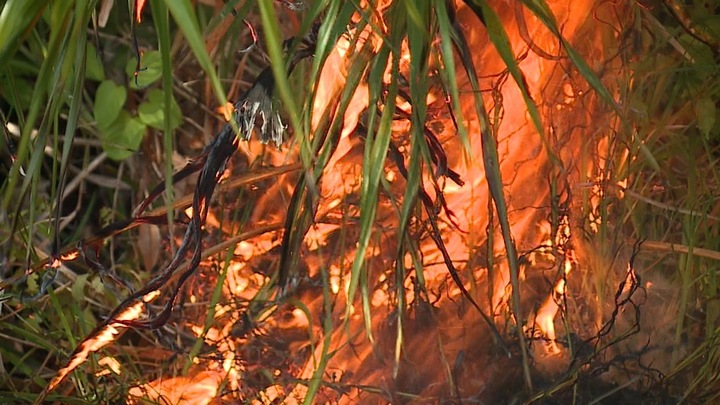 Tampa Bay Area agencies continue mitigation efforts to help limit brush fires