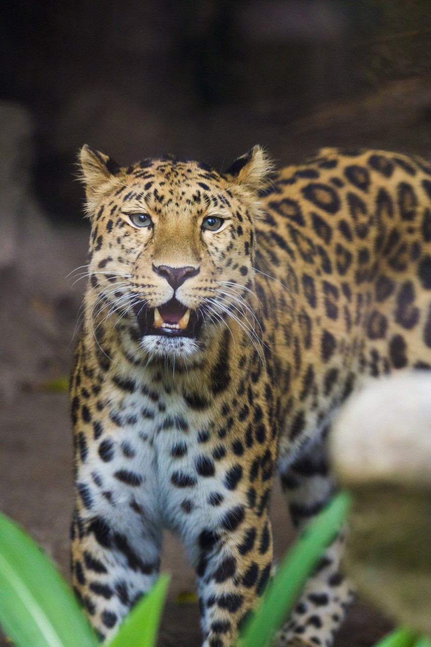 sb-zoo-new-leopard.jpg