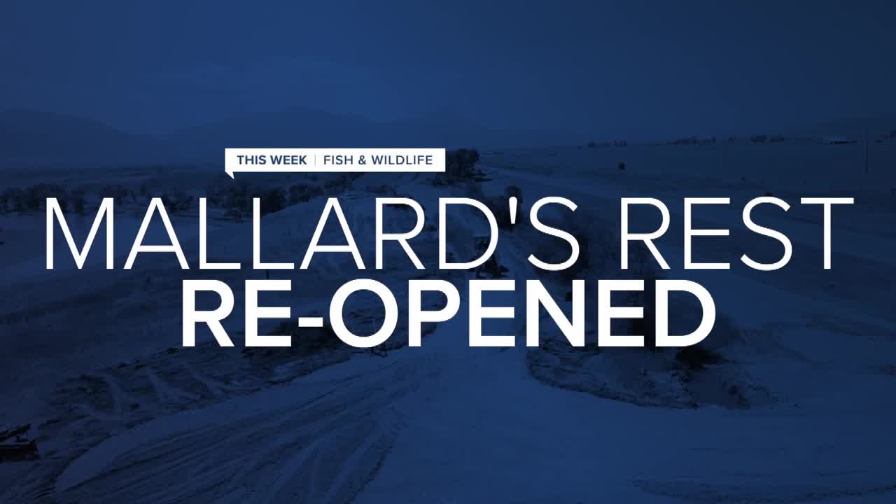 mallards rest reopens tw.jpg