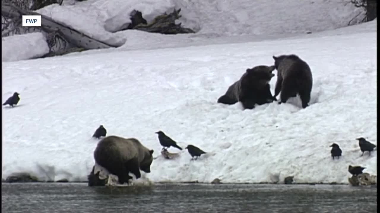 bears feeding snow fwp.jpg