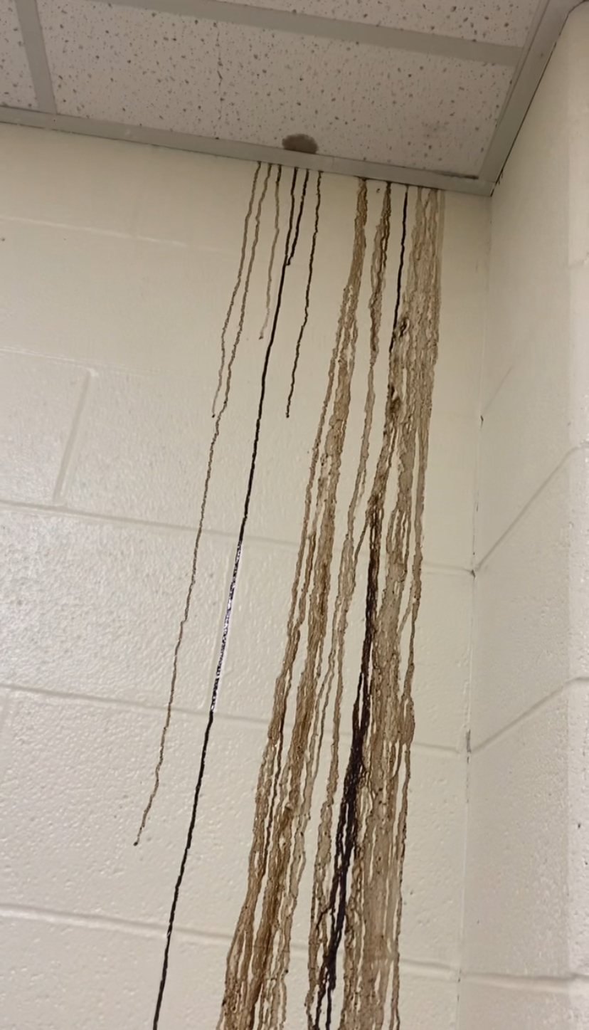 Sludge on walls of Wilson County elementary school.