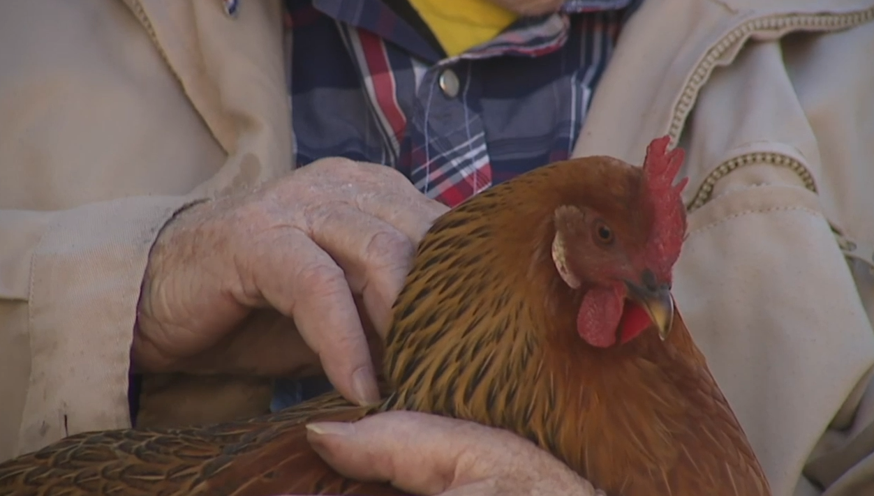 Chickens and Seniors