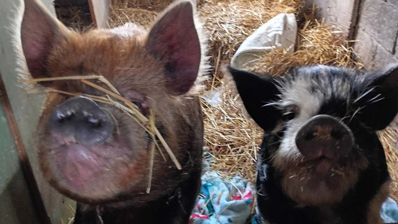lakeview animal sanctuary.jpg