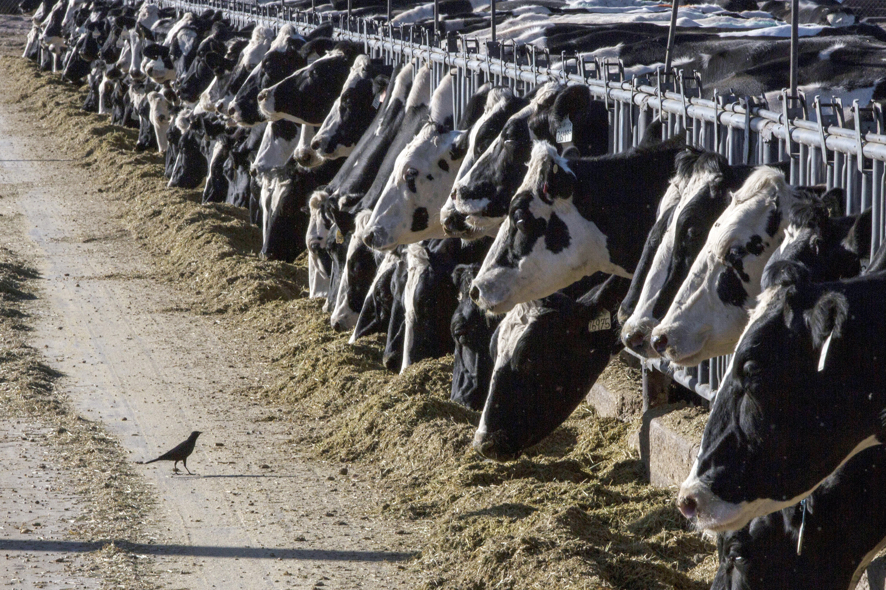 bird flu in livestock