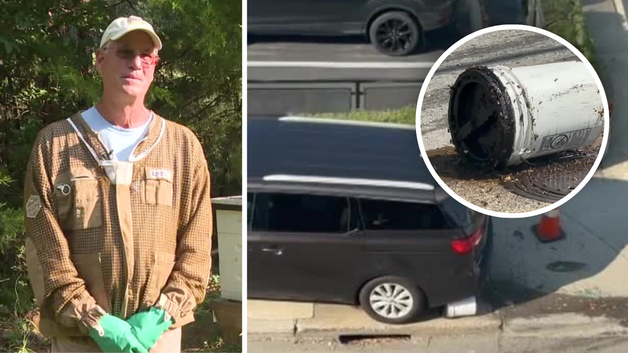Beekeeper reacts after driver seen running over bees in Scott’s Addition
