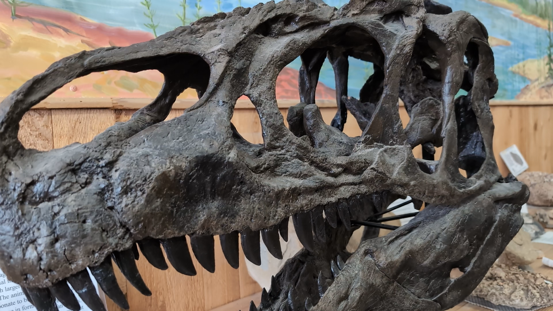 Greybull dino skull