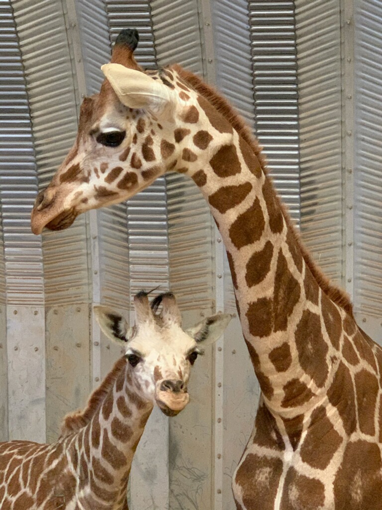 Temba Mawenzi Out of Africa