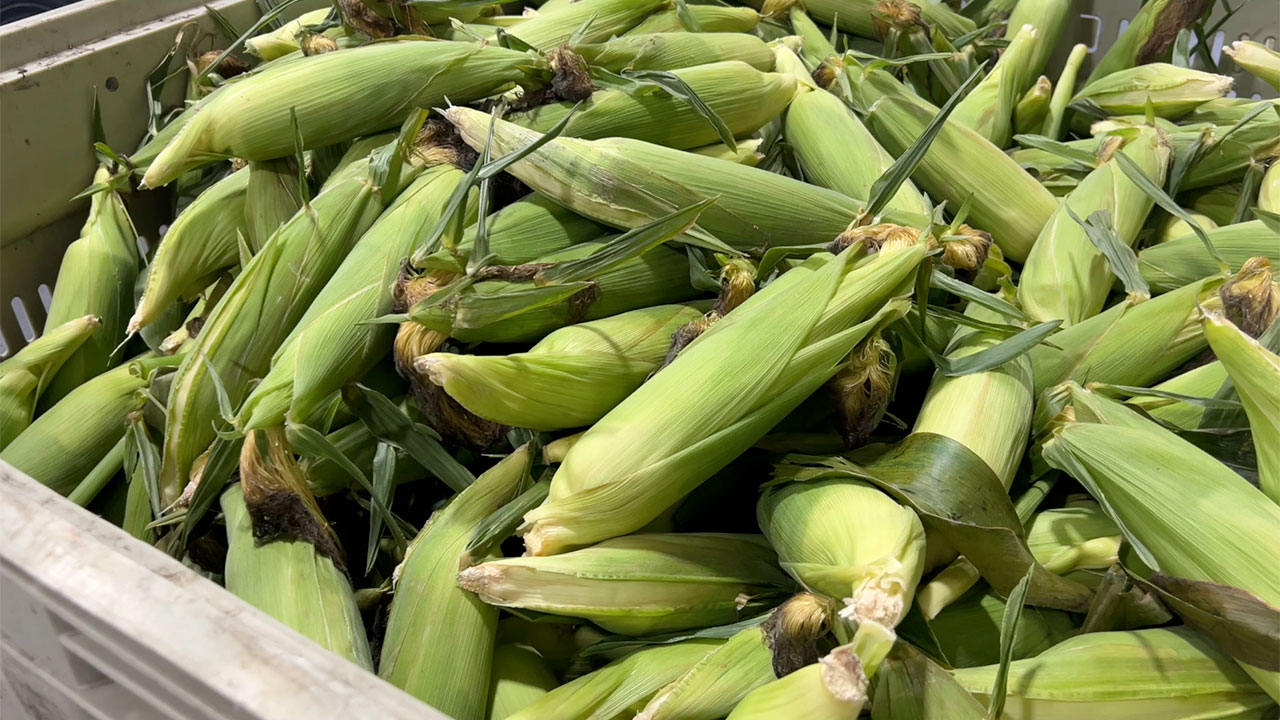 Corn in husk