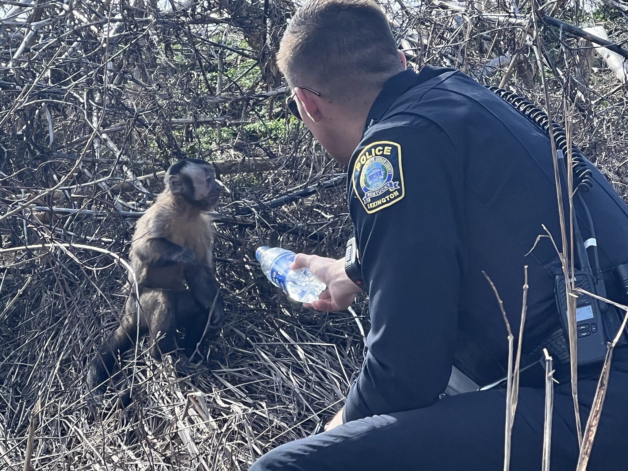 Monkey missing after Kentucky crash found