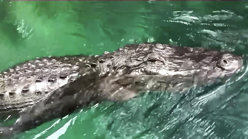 Paddleboarder Alligator Encounter