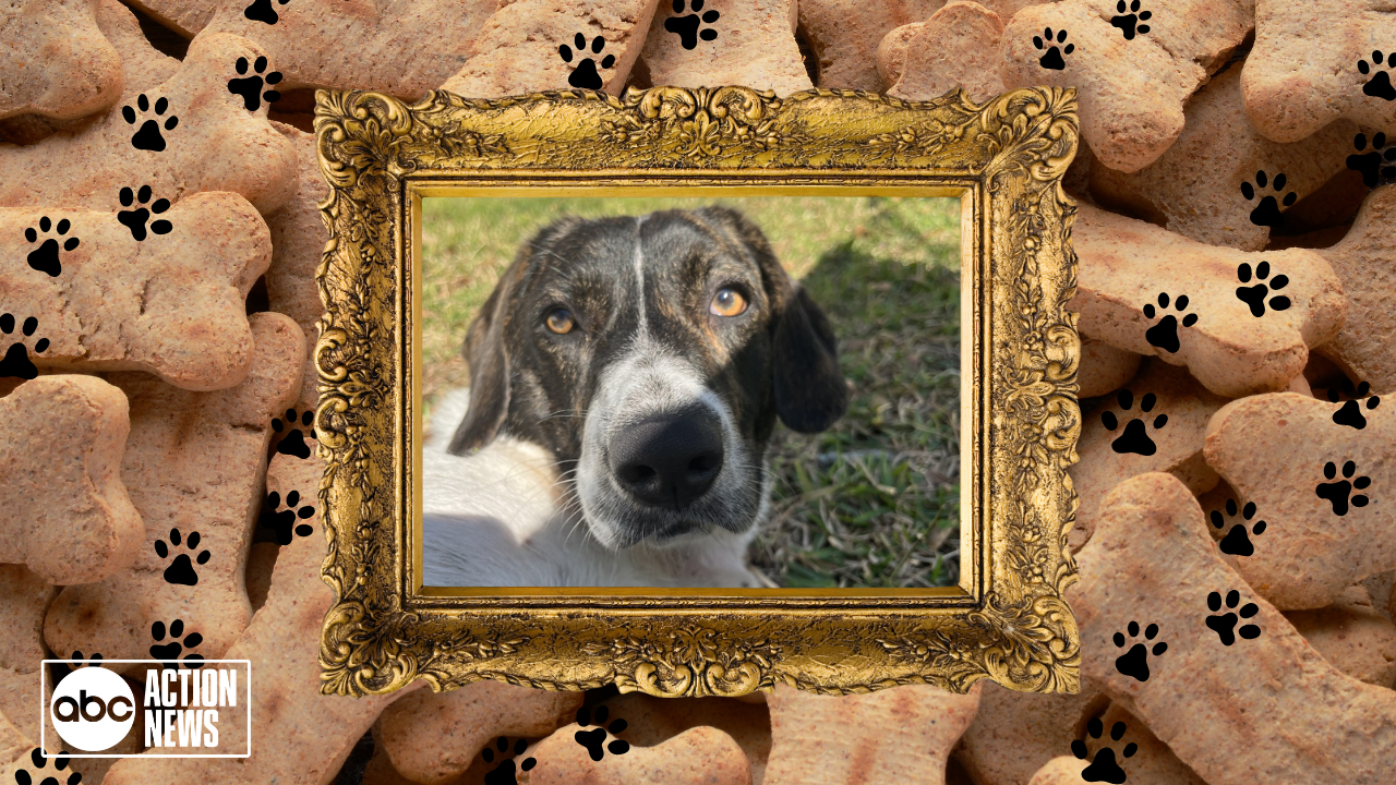 Rescues in Action: Ripley