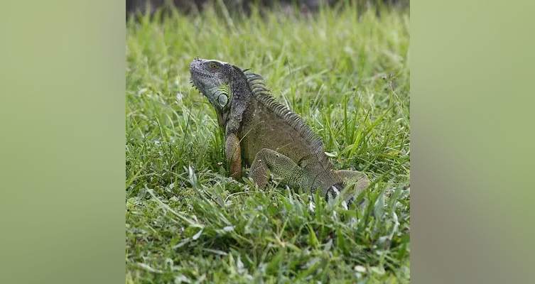 Iguana
