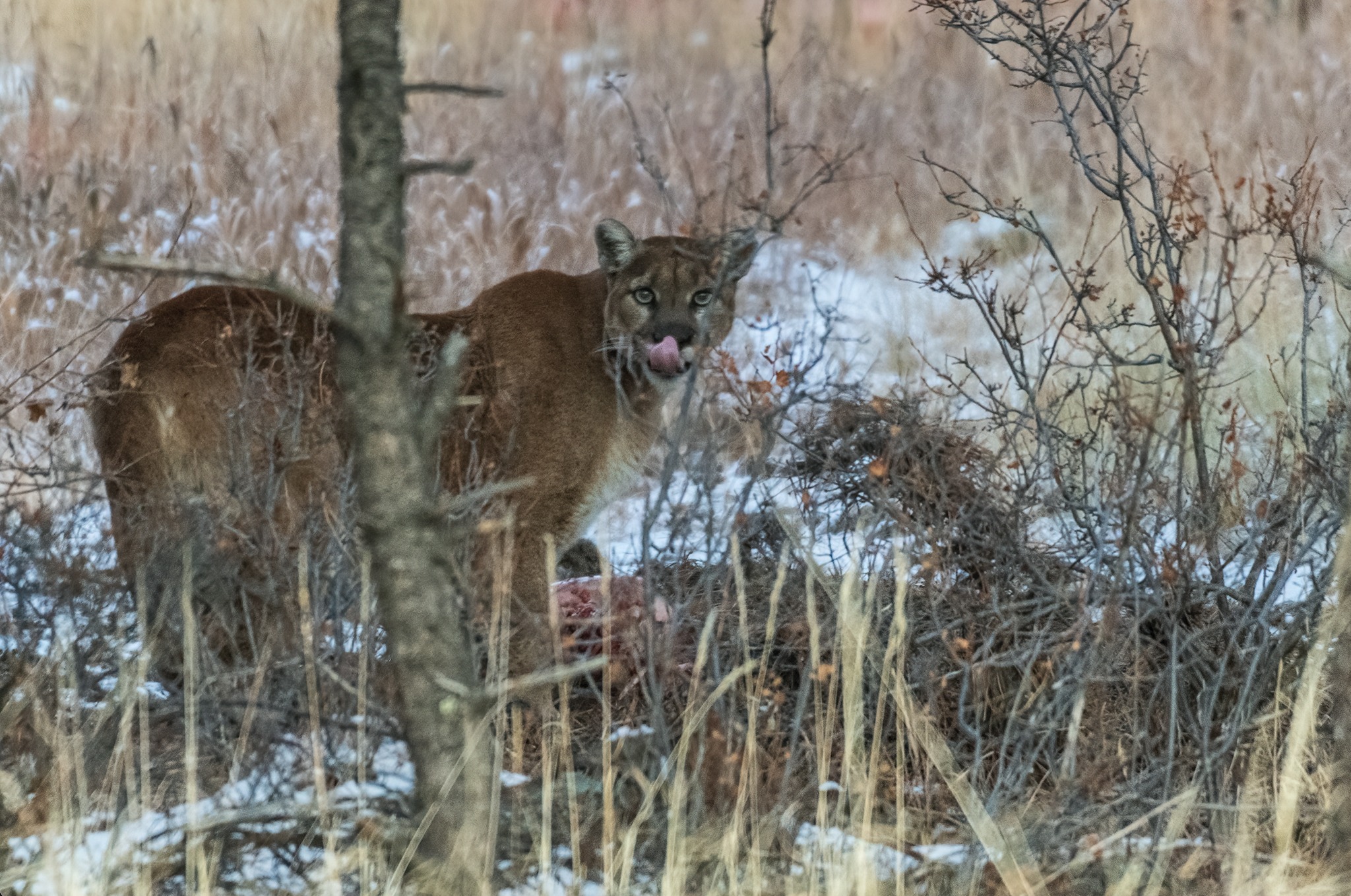mountain lion_Kevin Noble