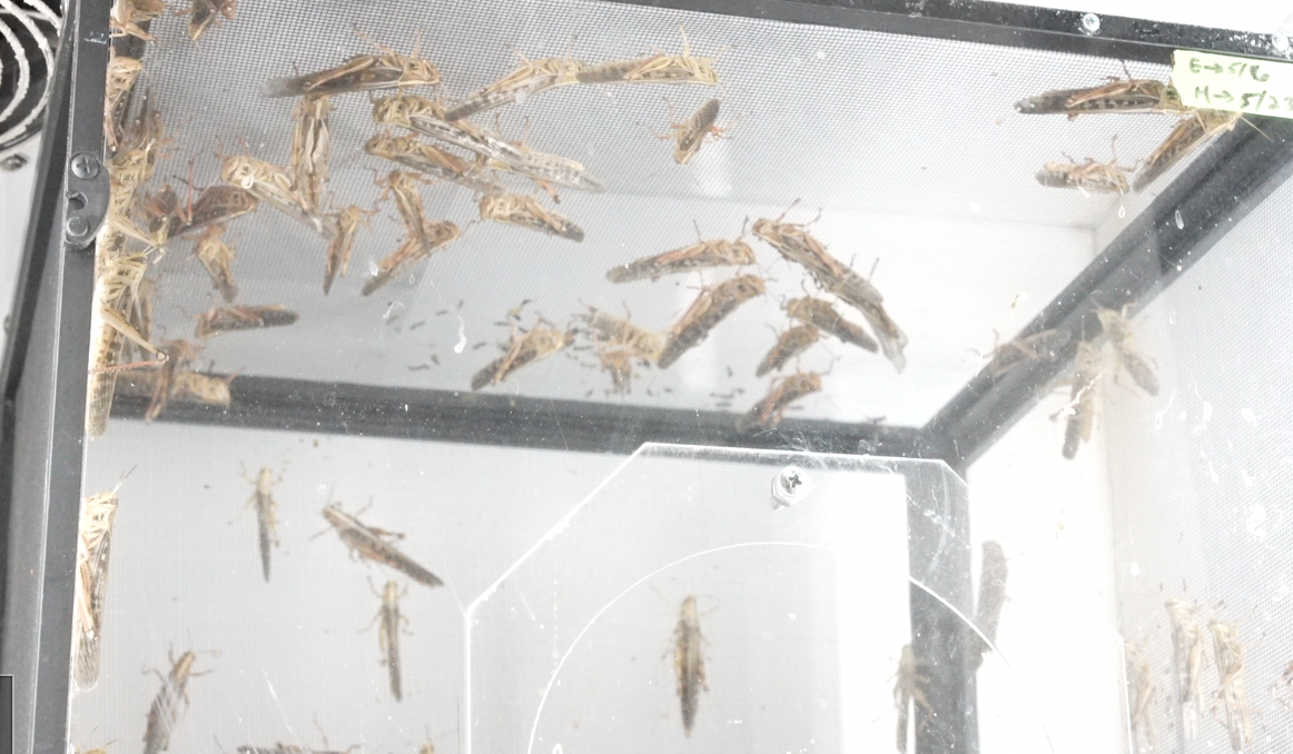 locusts 