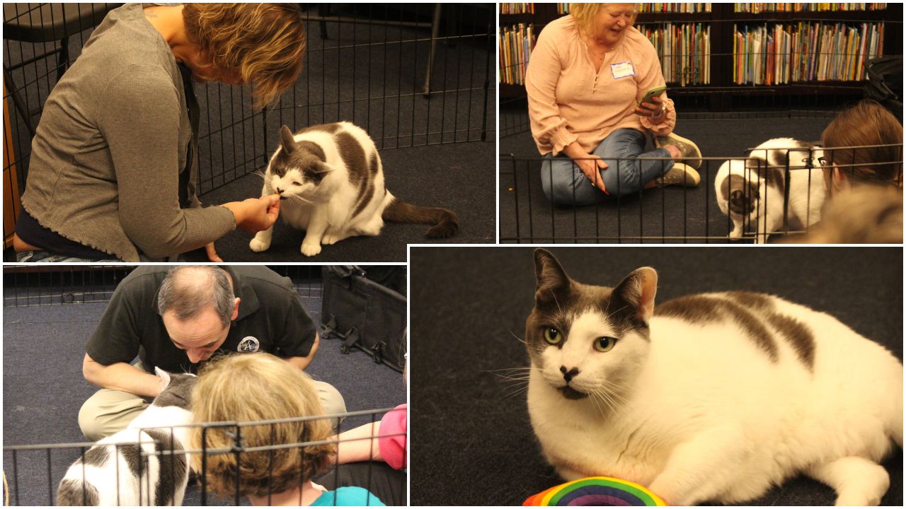 Patches Visit Collage