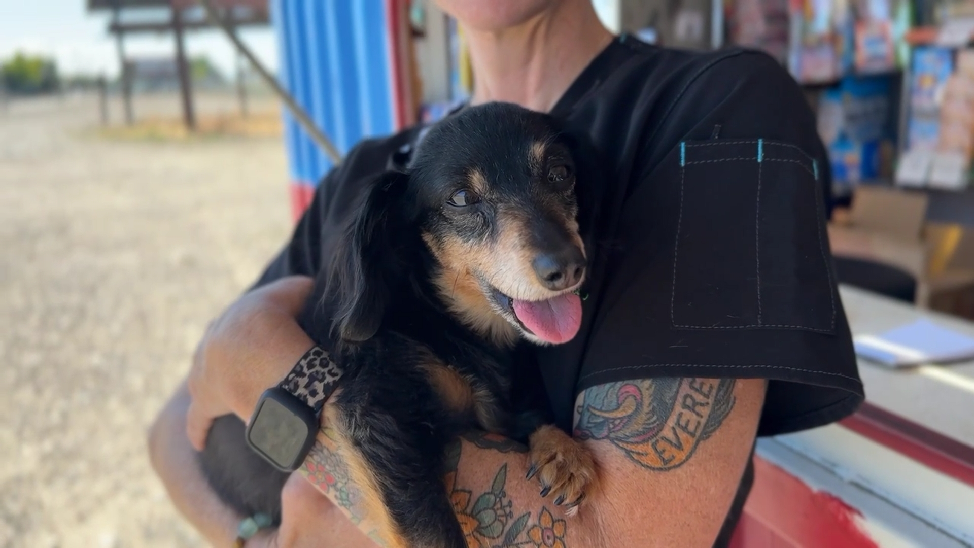 DOGS AND FIREWORKS _2.1.1.jpg