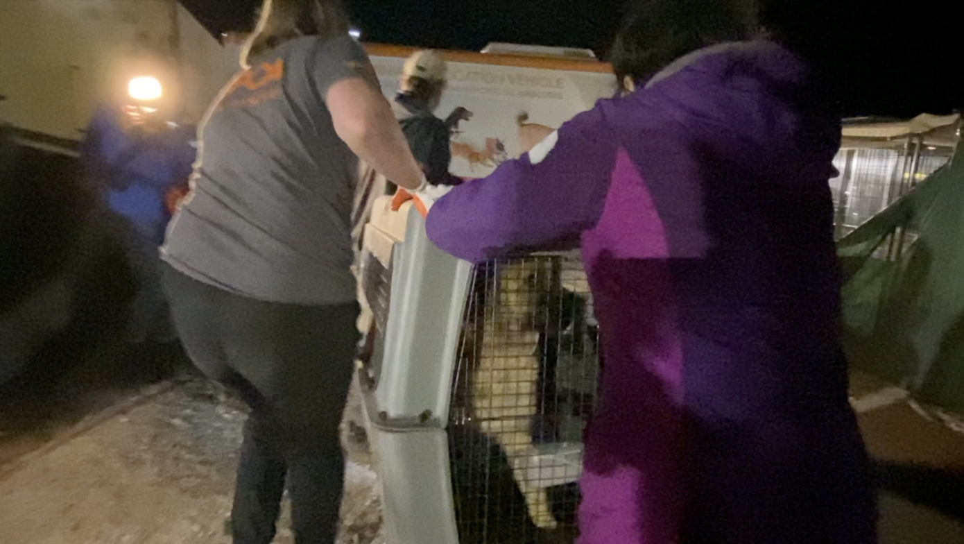 Nye animal abuse transport