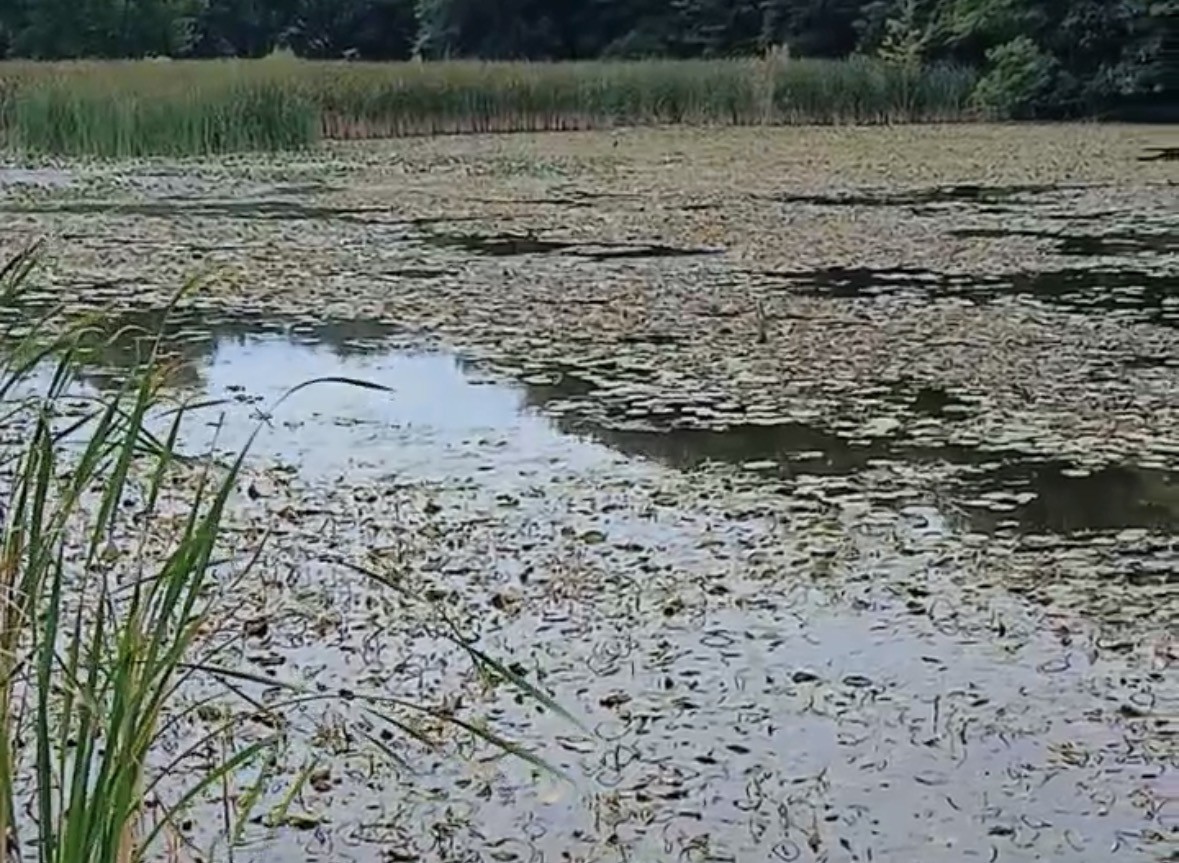 Tarsney Lake