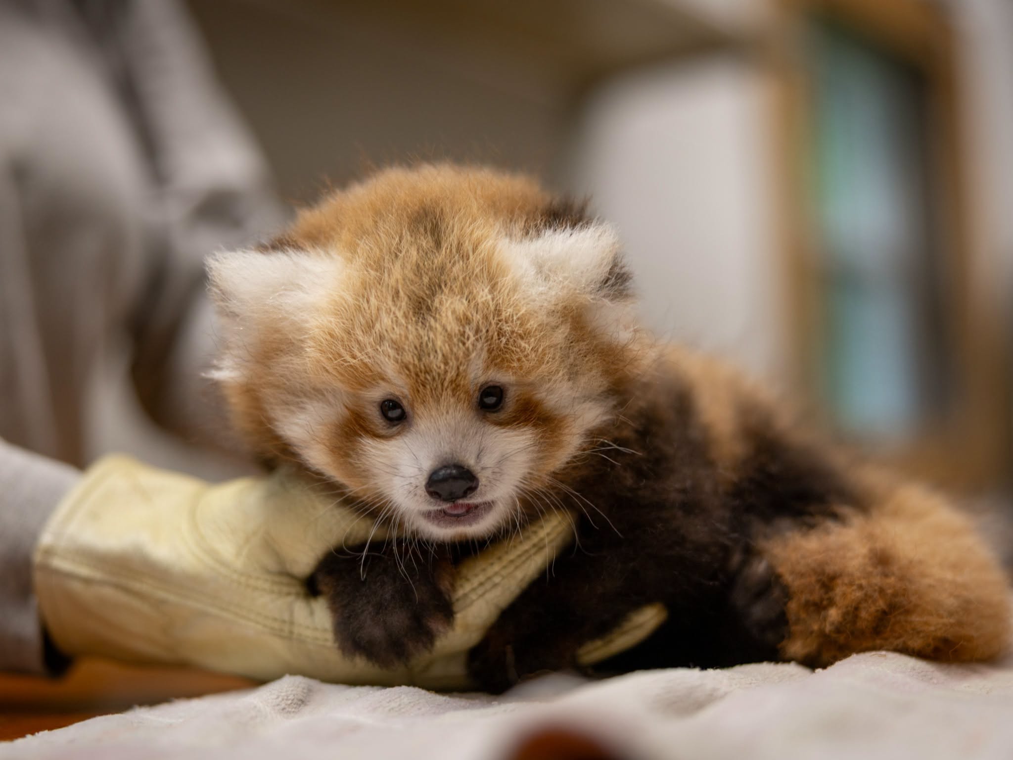 Red panda cub at Smithsonian’s National Zoo and Conservation Biology Institute.