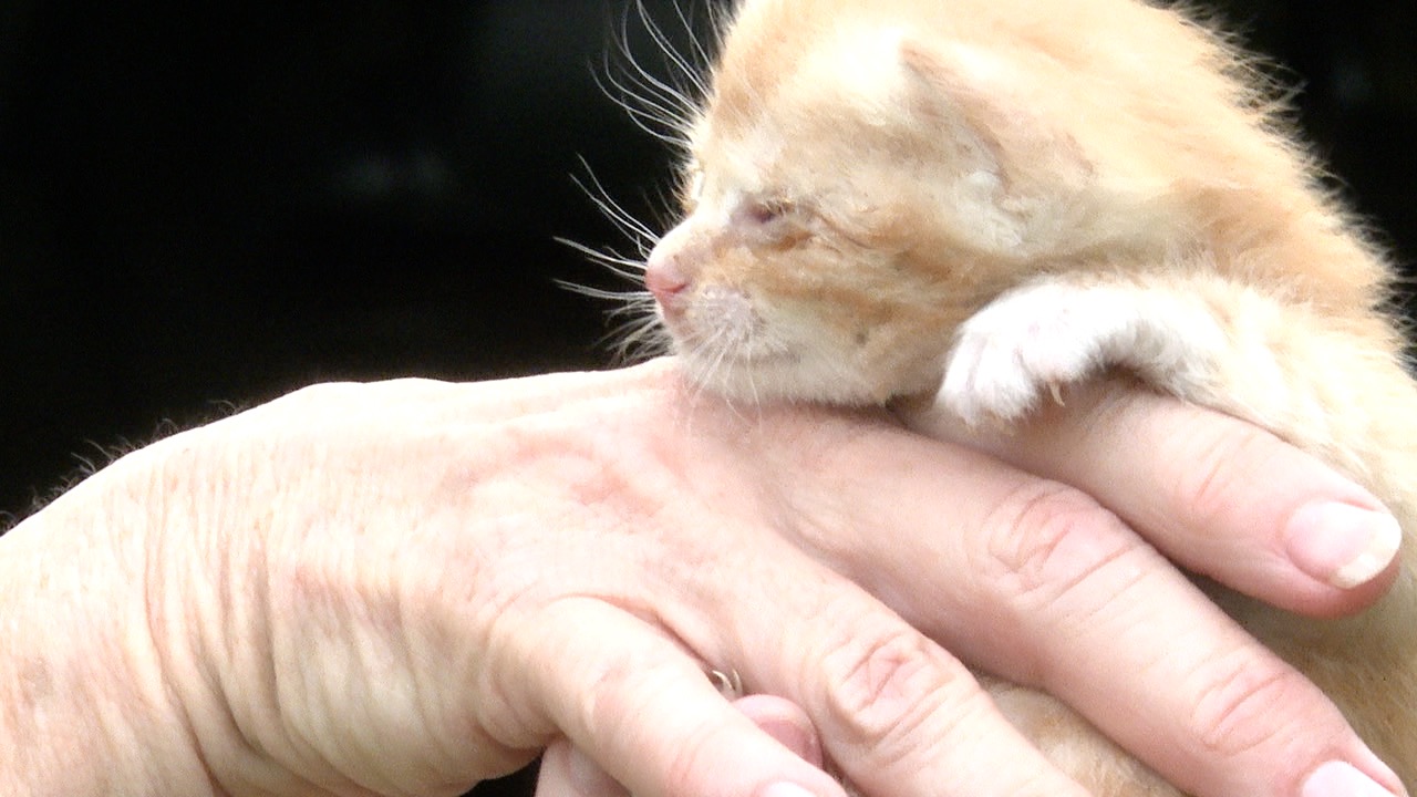 100-year-old woman, caregiver seeks help after stray cats dumped on property