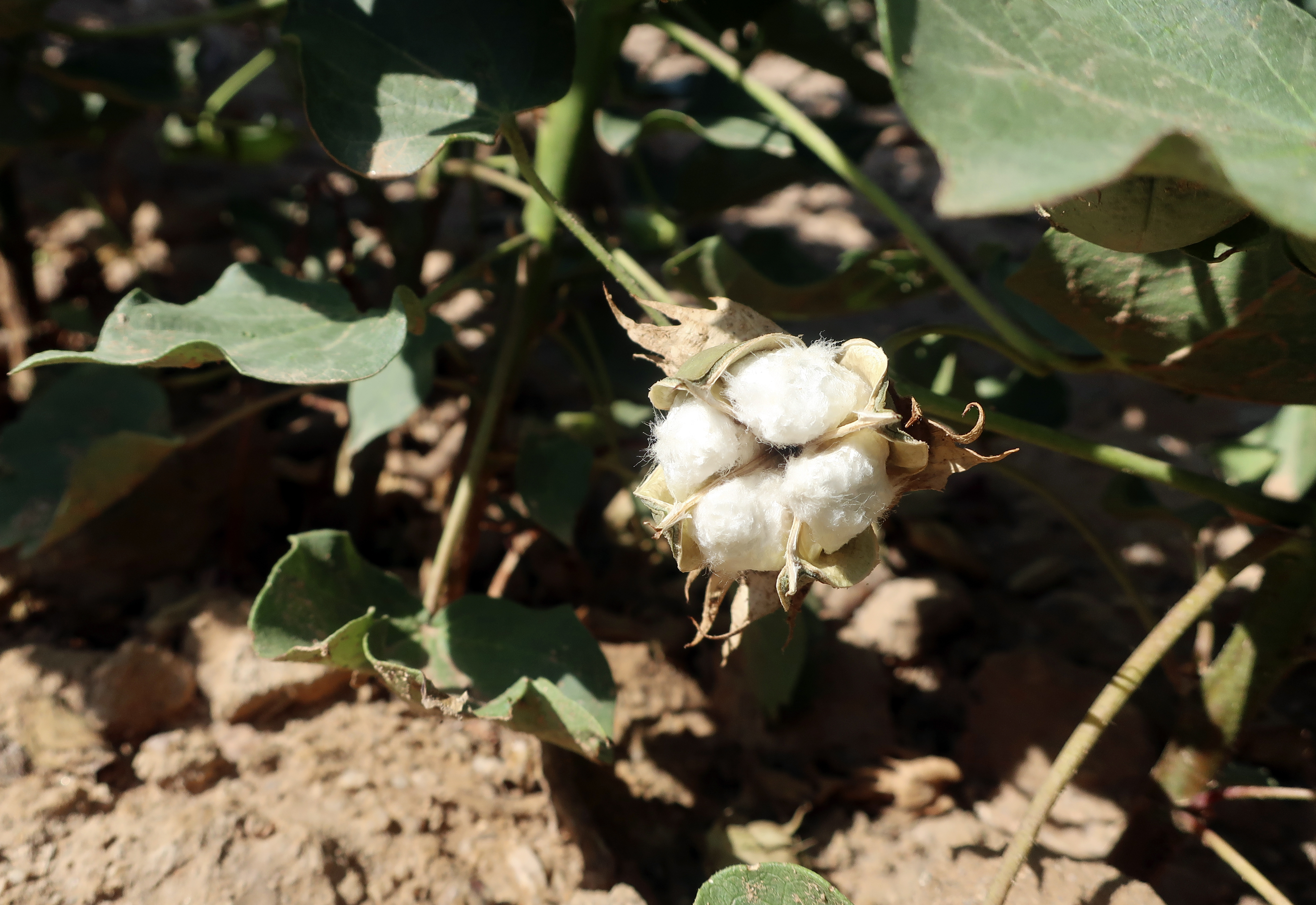 Colorado River Drought Farmers