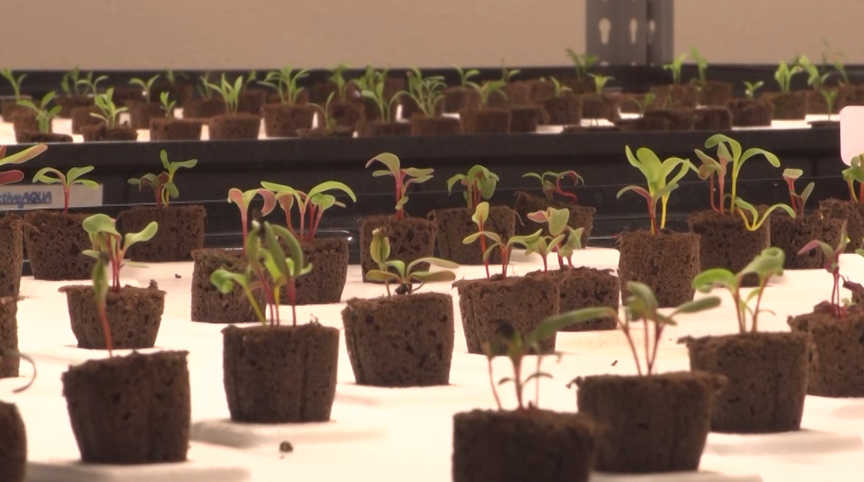 Bruce Randolph School's hydroponic farm