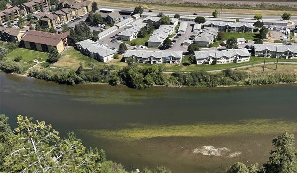 Clark Fork Algae 2025