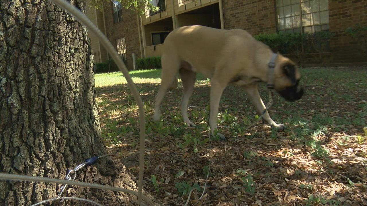 Leaving your pets outside in the heat can be dangerous and illegal