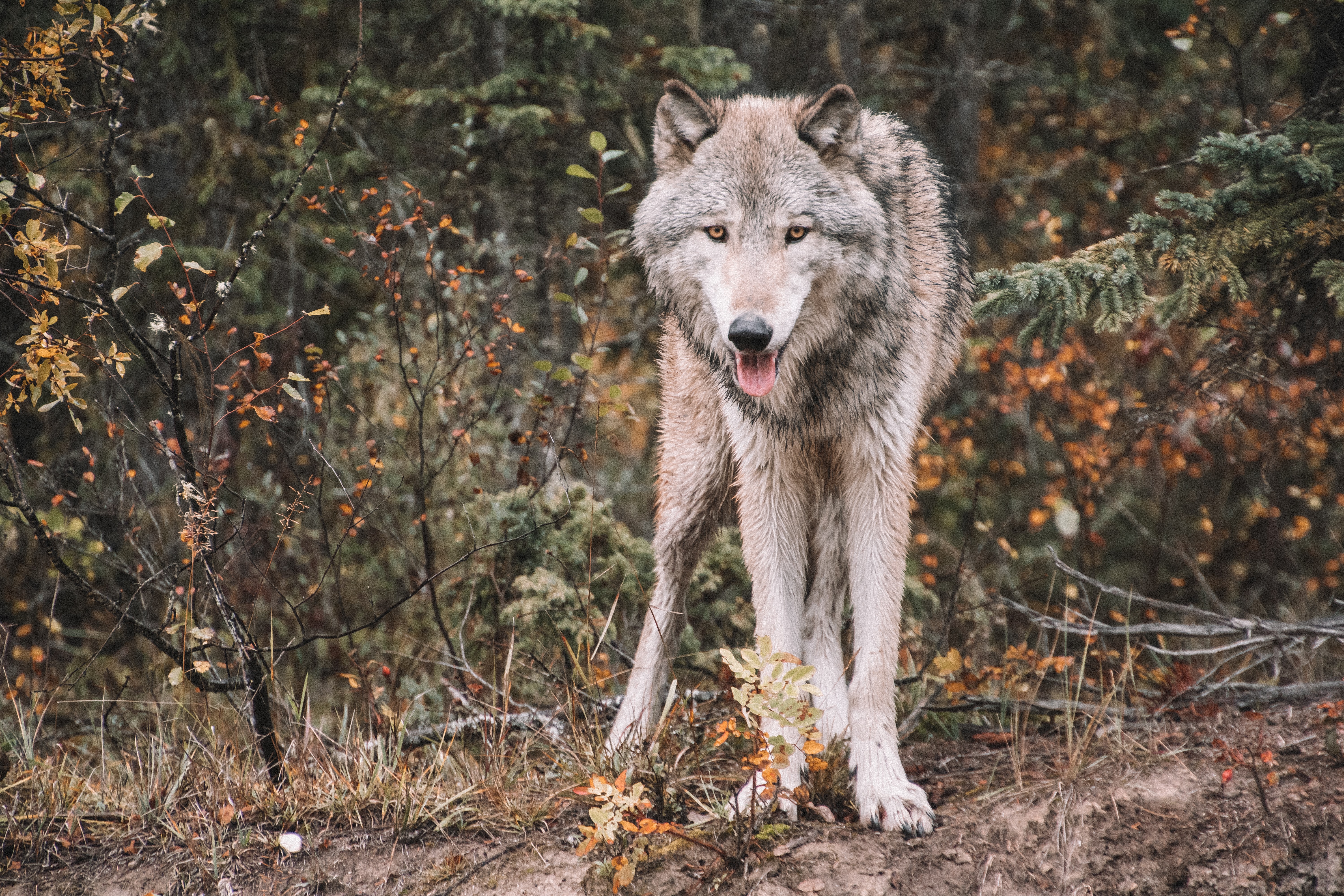 Gray wolf_Brianna R. on Unsplash