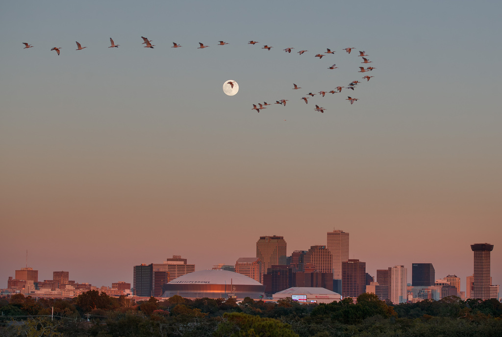 A flock of roseate spoonbills soars across the almost full moon above the New Orleans skyline at sunset, with the Caesars Superdome and Smoothie King Center visible below.