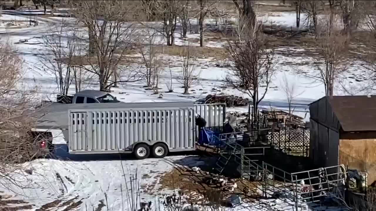 State Ag Commissioner orders carcasses in alleged animal abuse case tested for disease_Weld County_Feb. 21 2021