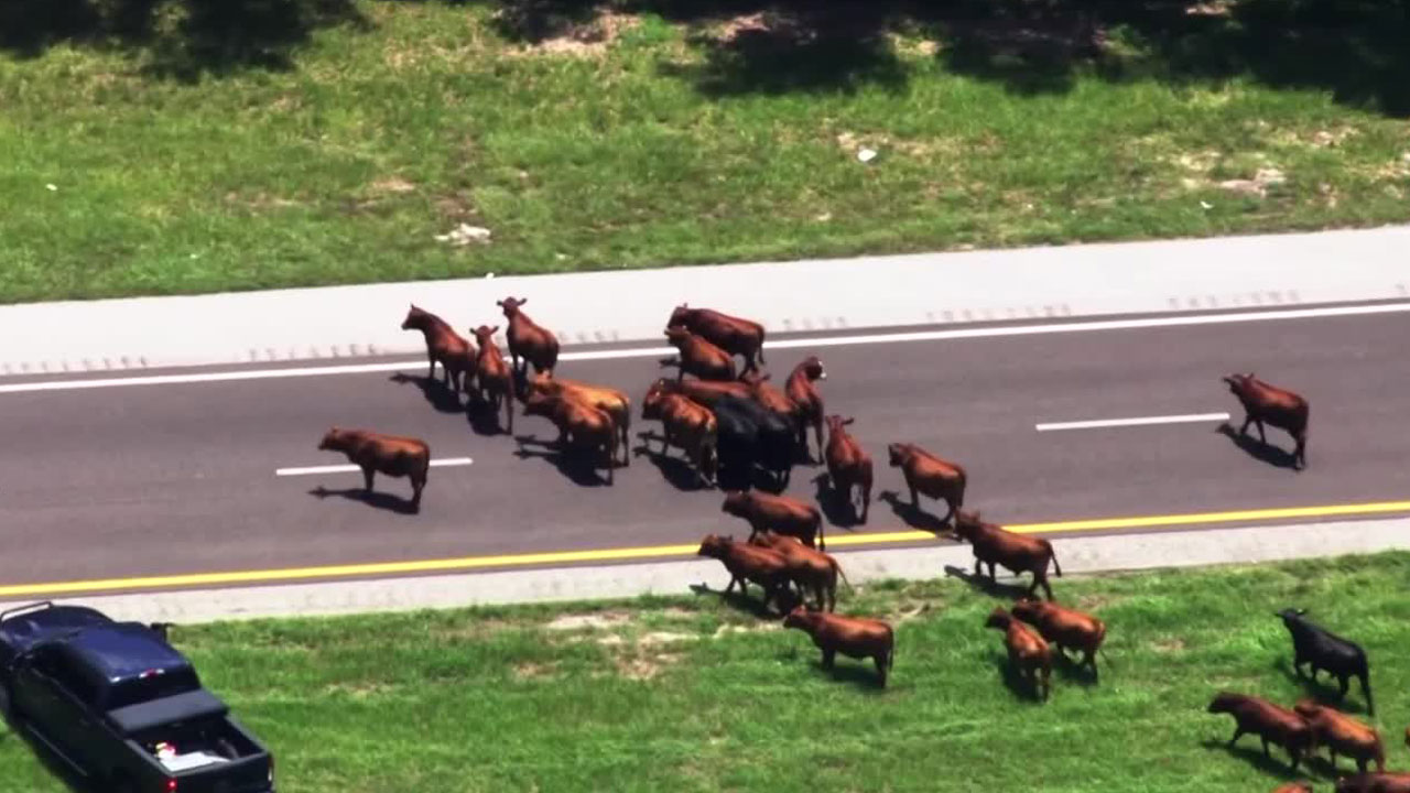 Cows on Florida's Turnpike in Osceola County, July 18, 2022