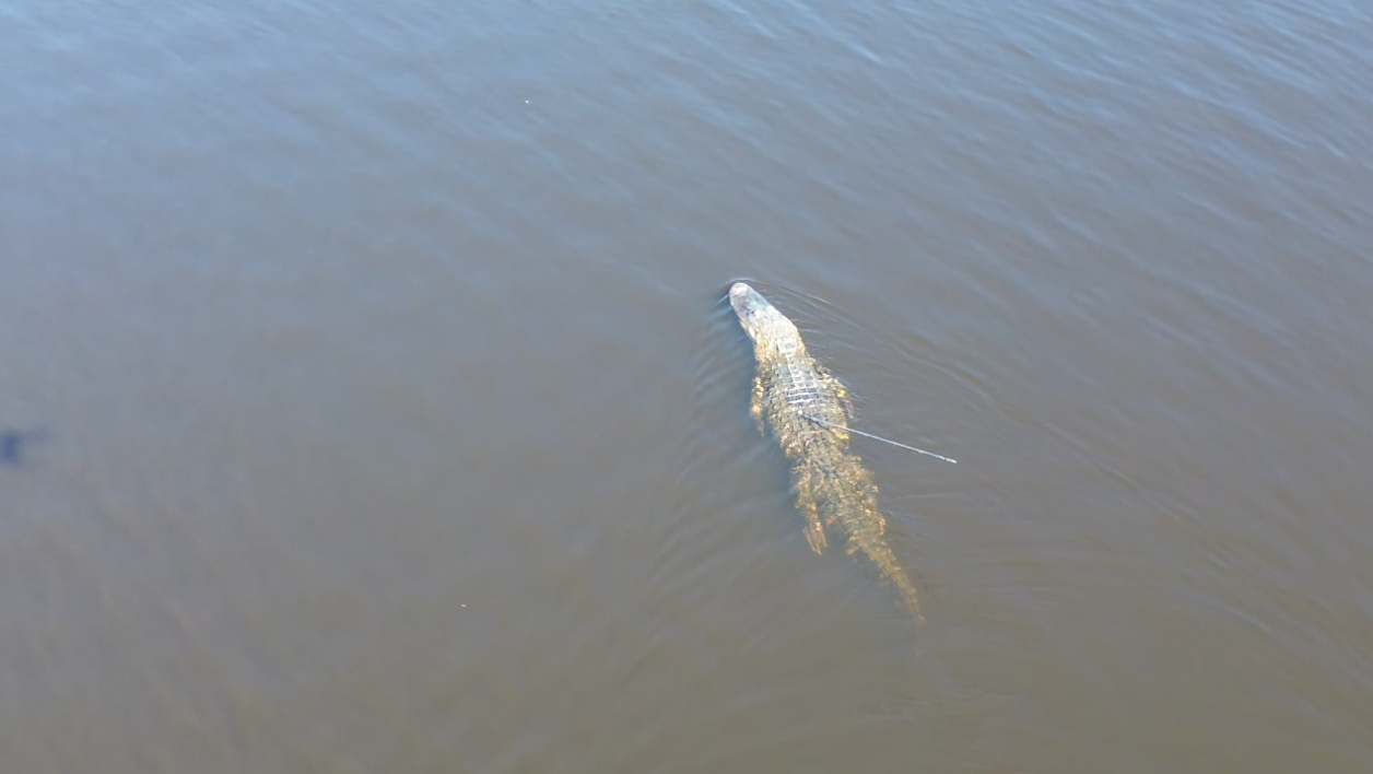 Alligator swimming 