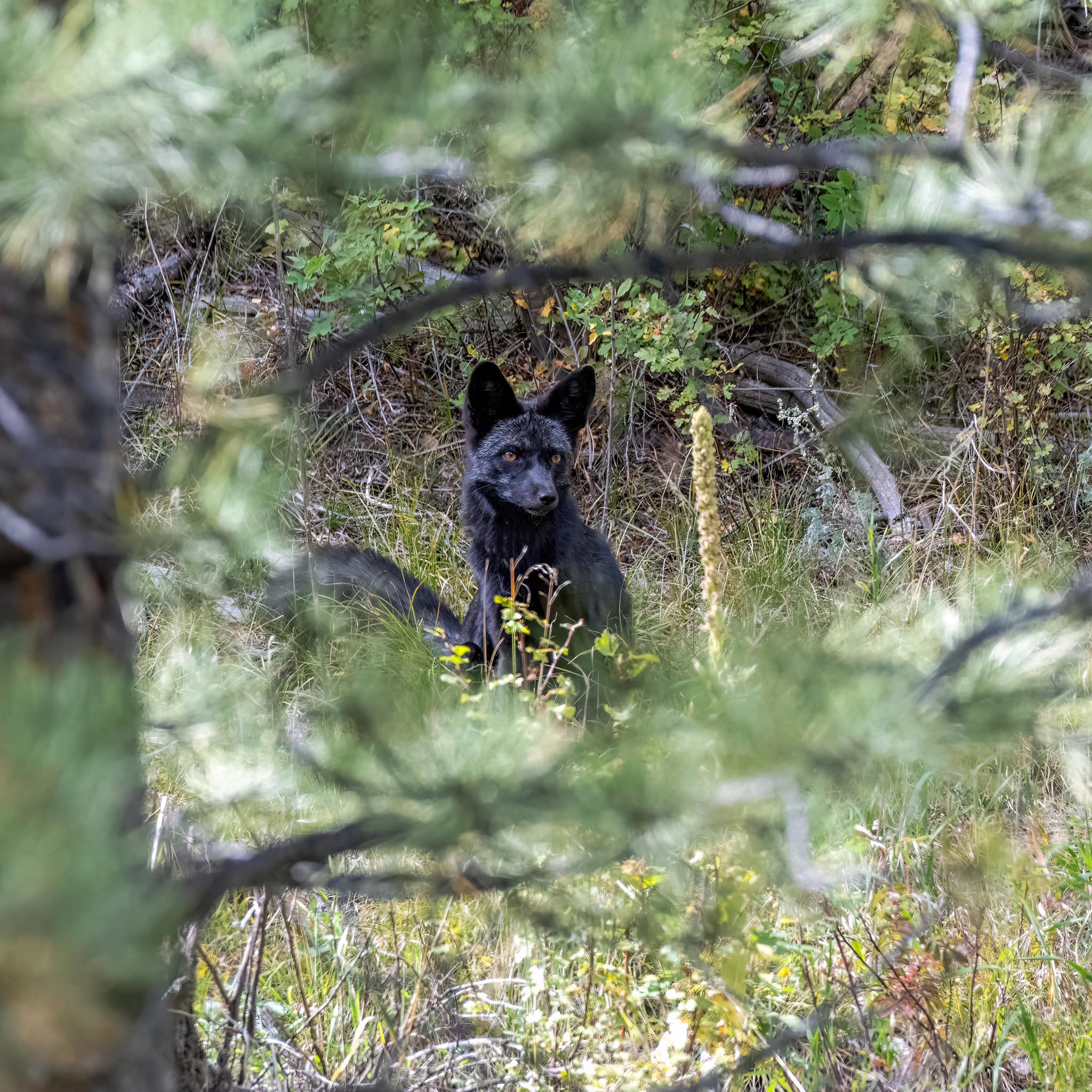 Paul J. Marcotte_wildlife photographer_silver fox photo