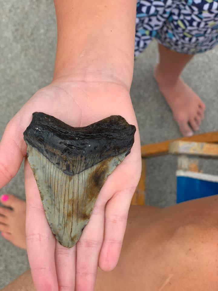 MegalodoonTooth01.jpg
